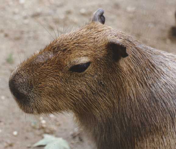 http://www.rebsig.com/capybara/capy1.jpg