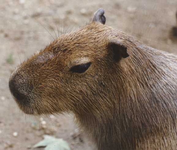 The CAPYBARA Page