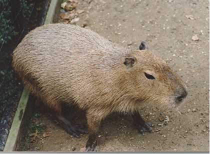 The CAPYBARA Page