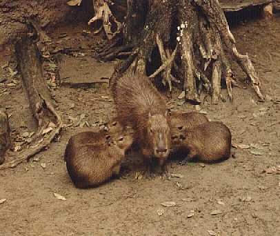 Capybara