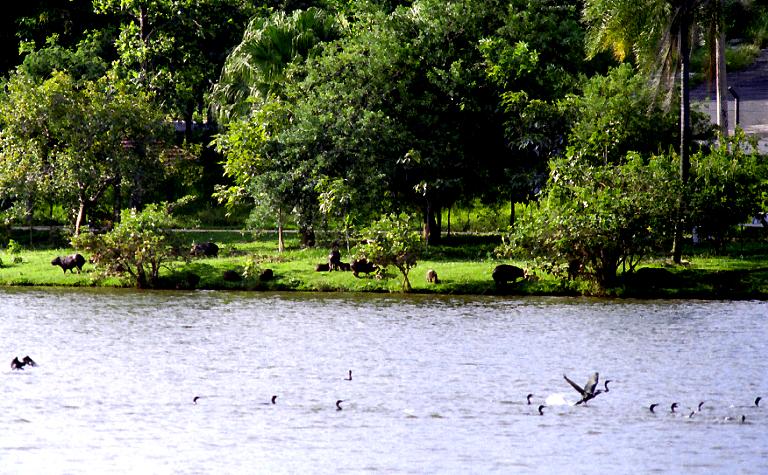 http://www.rebsig.com/capybara/lago1.jpg